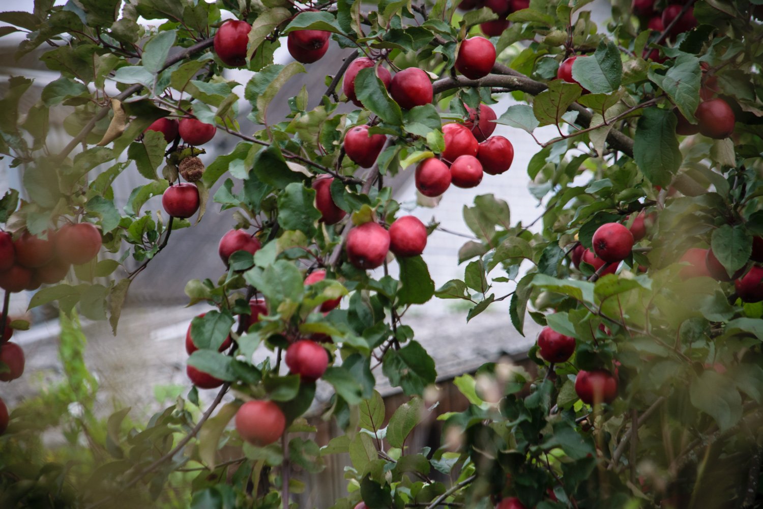 Яблоки из Кабардино Балкарии