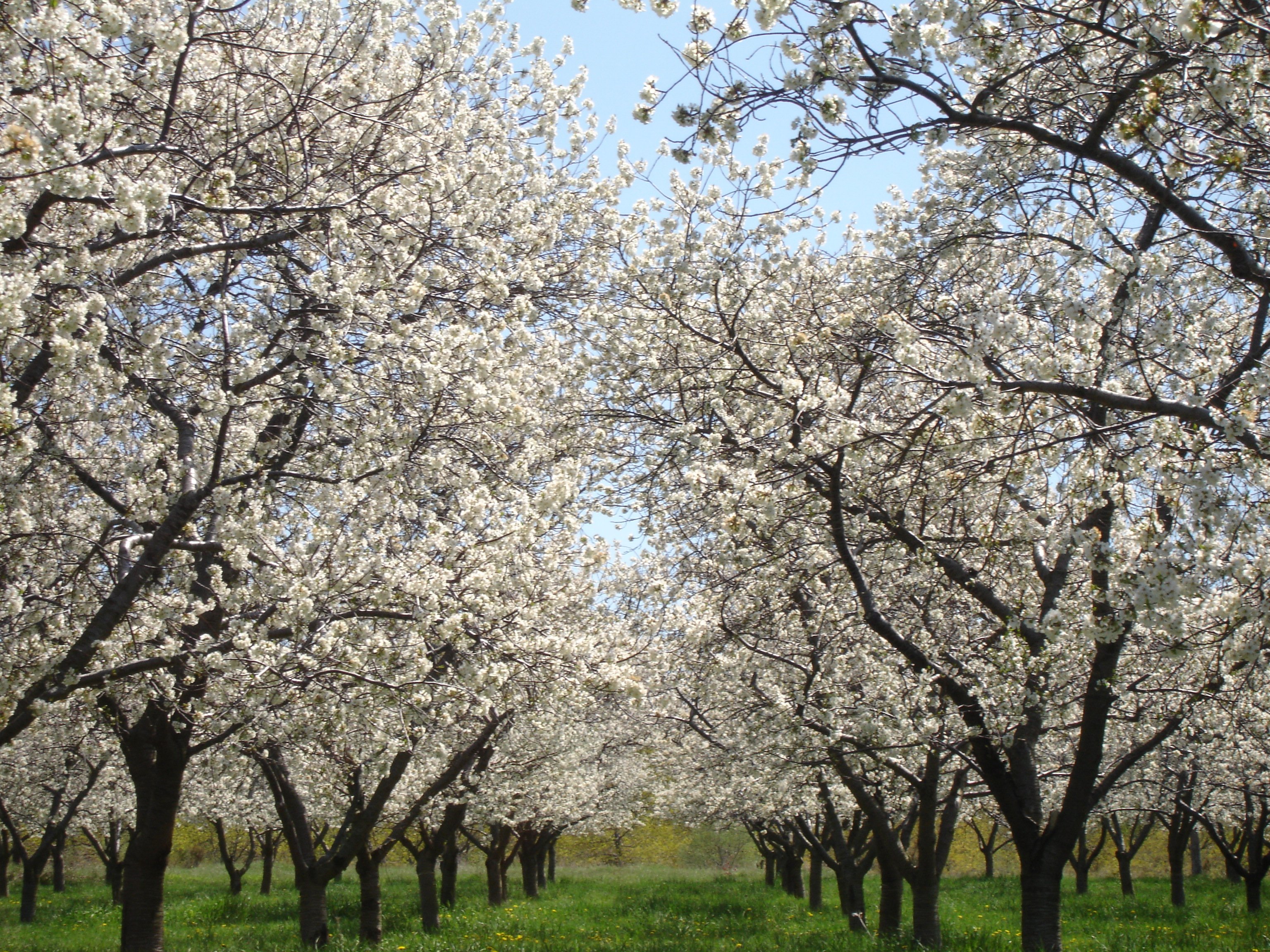 Дерево черешня цветет Дагестан