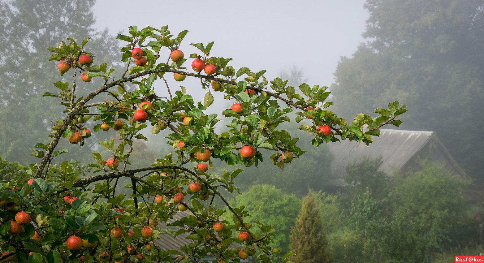Яблоневый сад в августе
