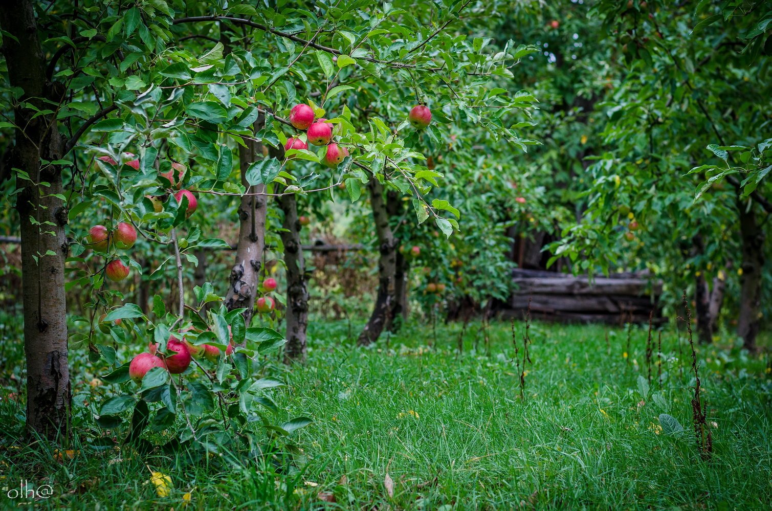 Знак фруктовые сады. Яблоня полукарлик. Яблоневый сад Беляево. Яблоня красный Рубан. Яблоня Болотовское цветение.