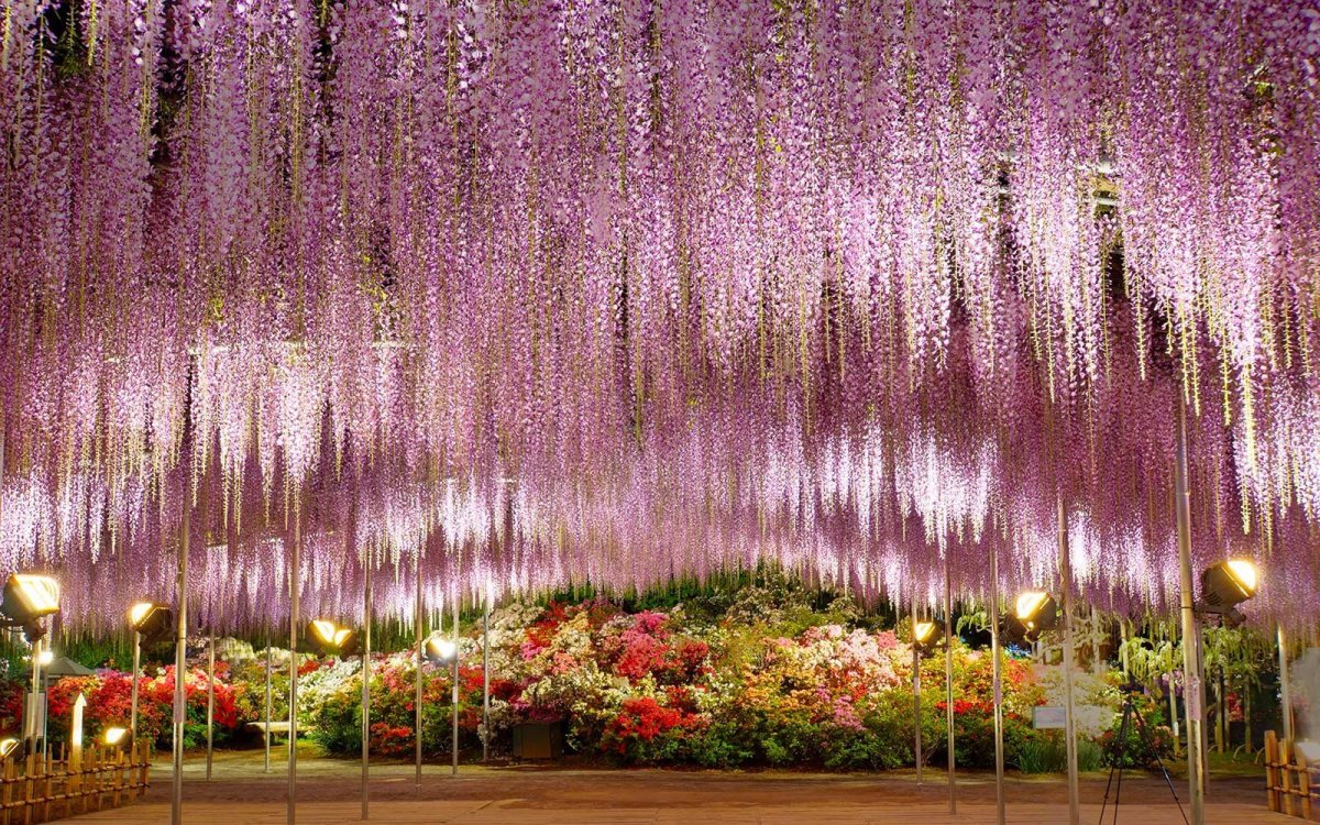 Парк цветов Асикага в Японии