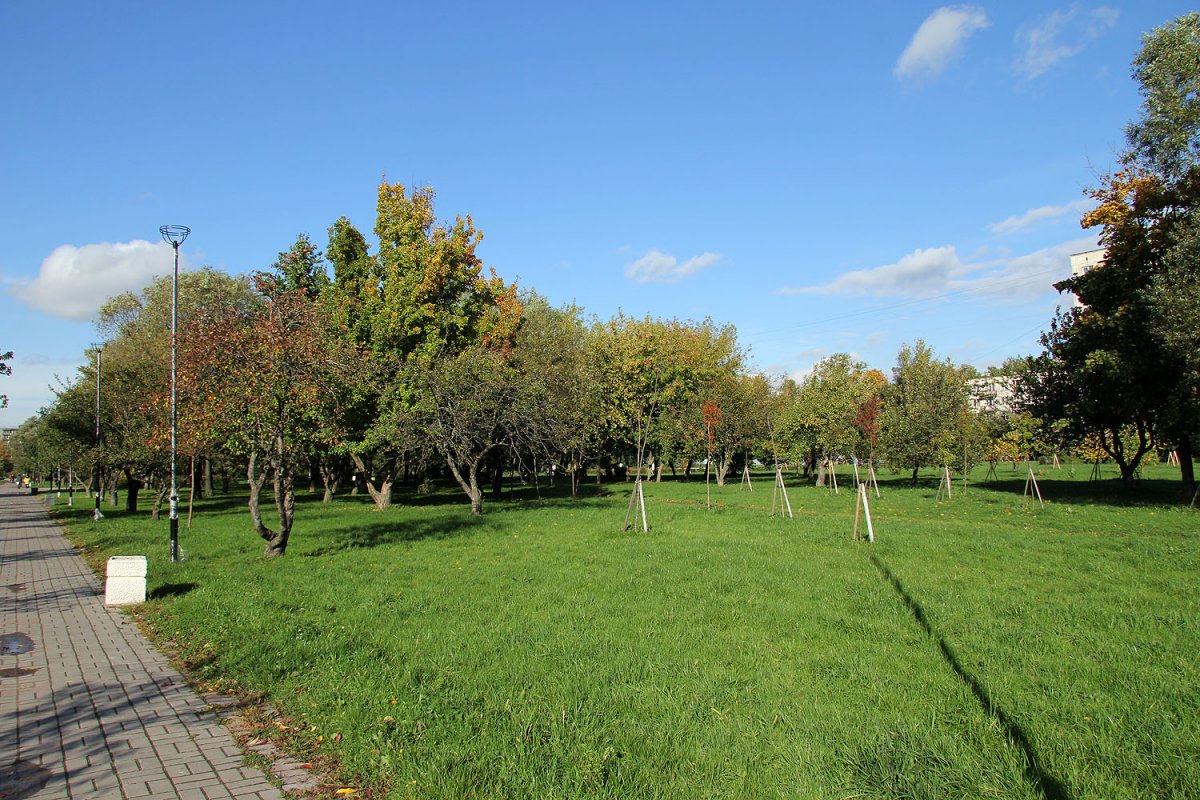 Яблоневый сад СПБ Большевиков