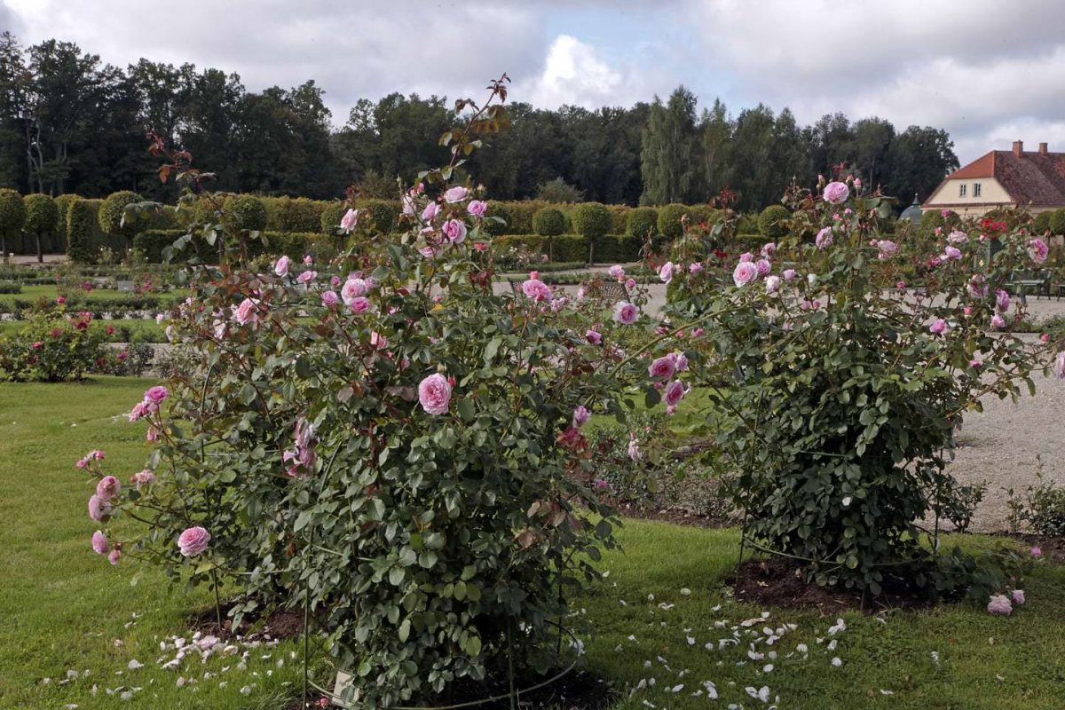 Английские сады роз в Англии