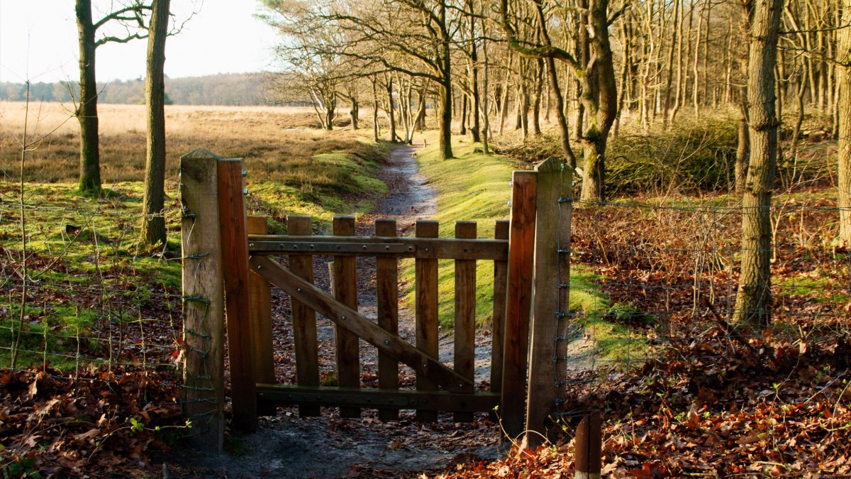 Заброшенный забор