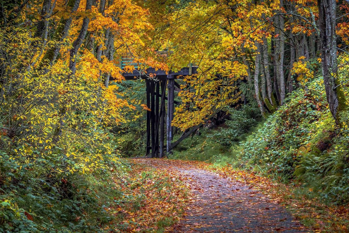 Осень дверь в лесу красивые картинки