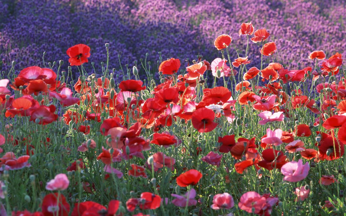 Мак самосейка Поляна