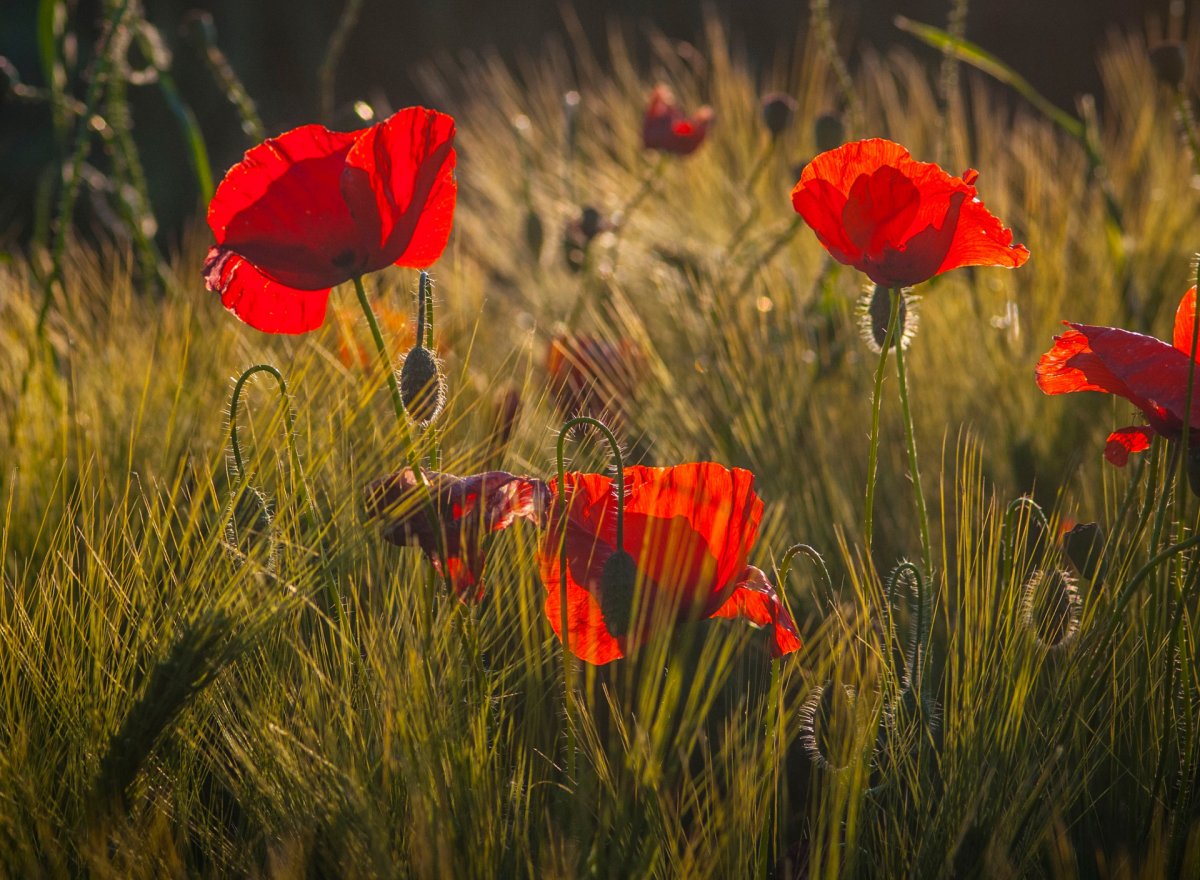Мак на столе