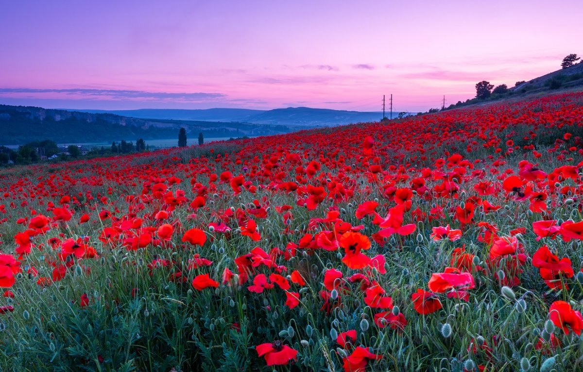 Природа маки