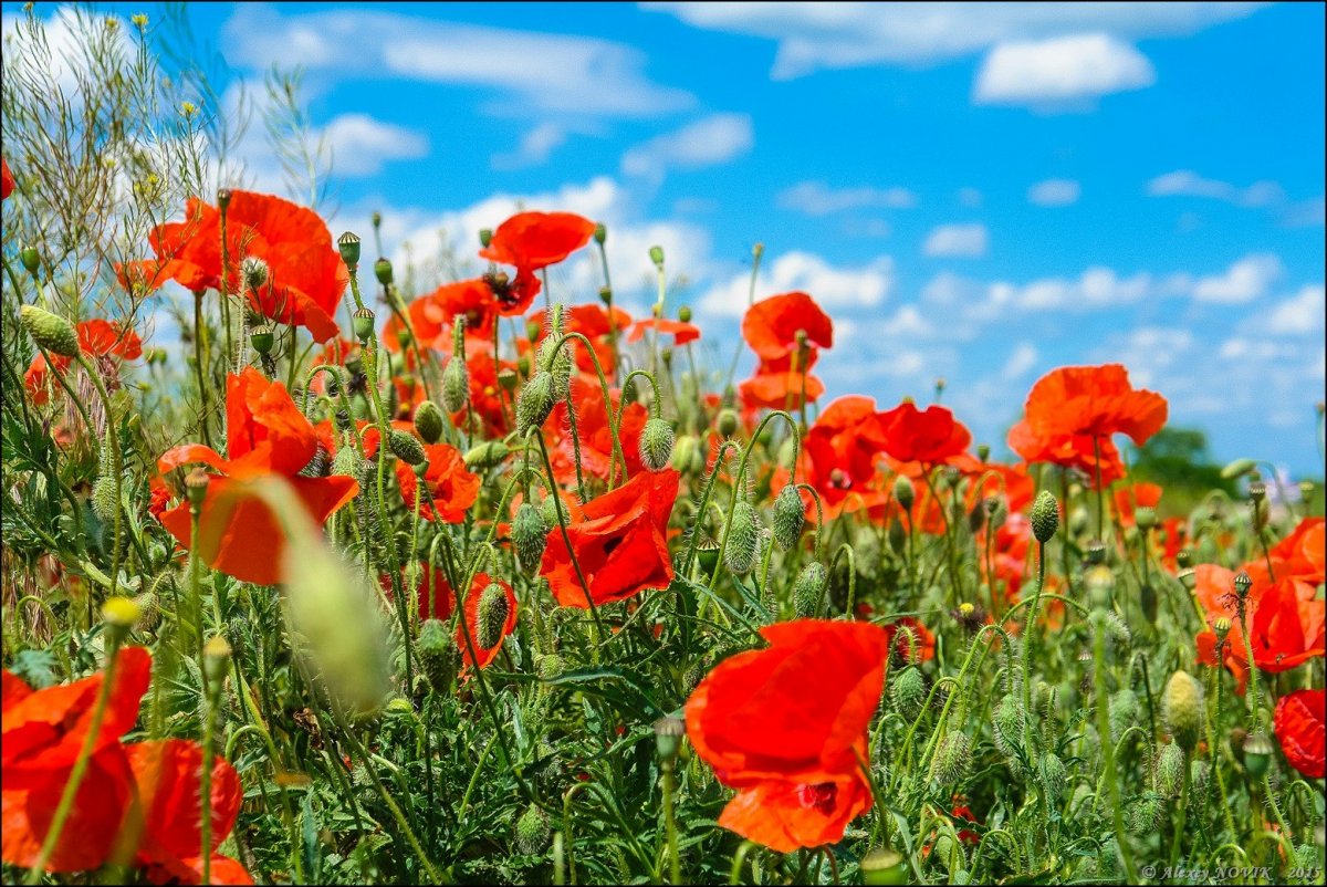 Или степь от маков красная