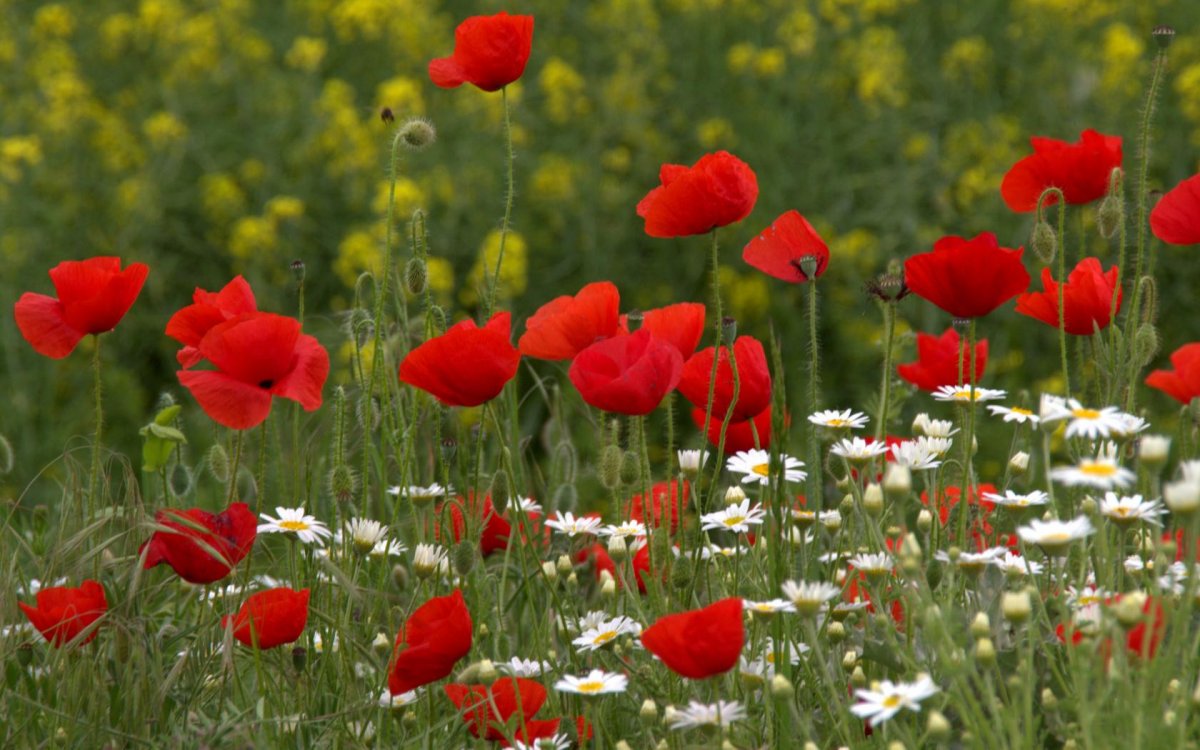 Мак Восточный