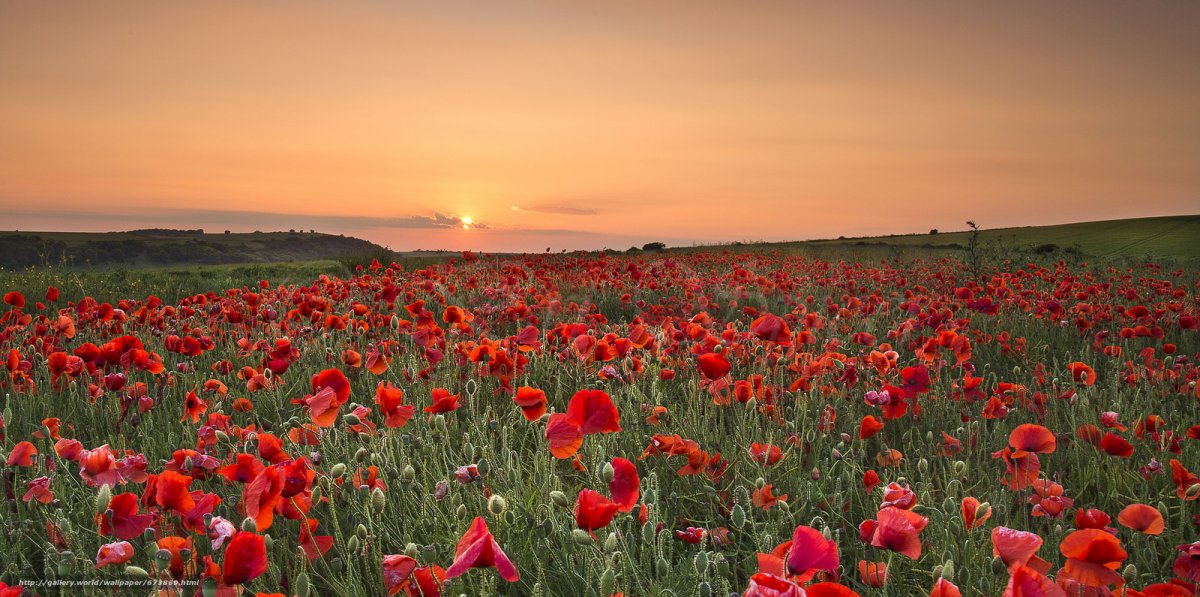 Поле маков панорама