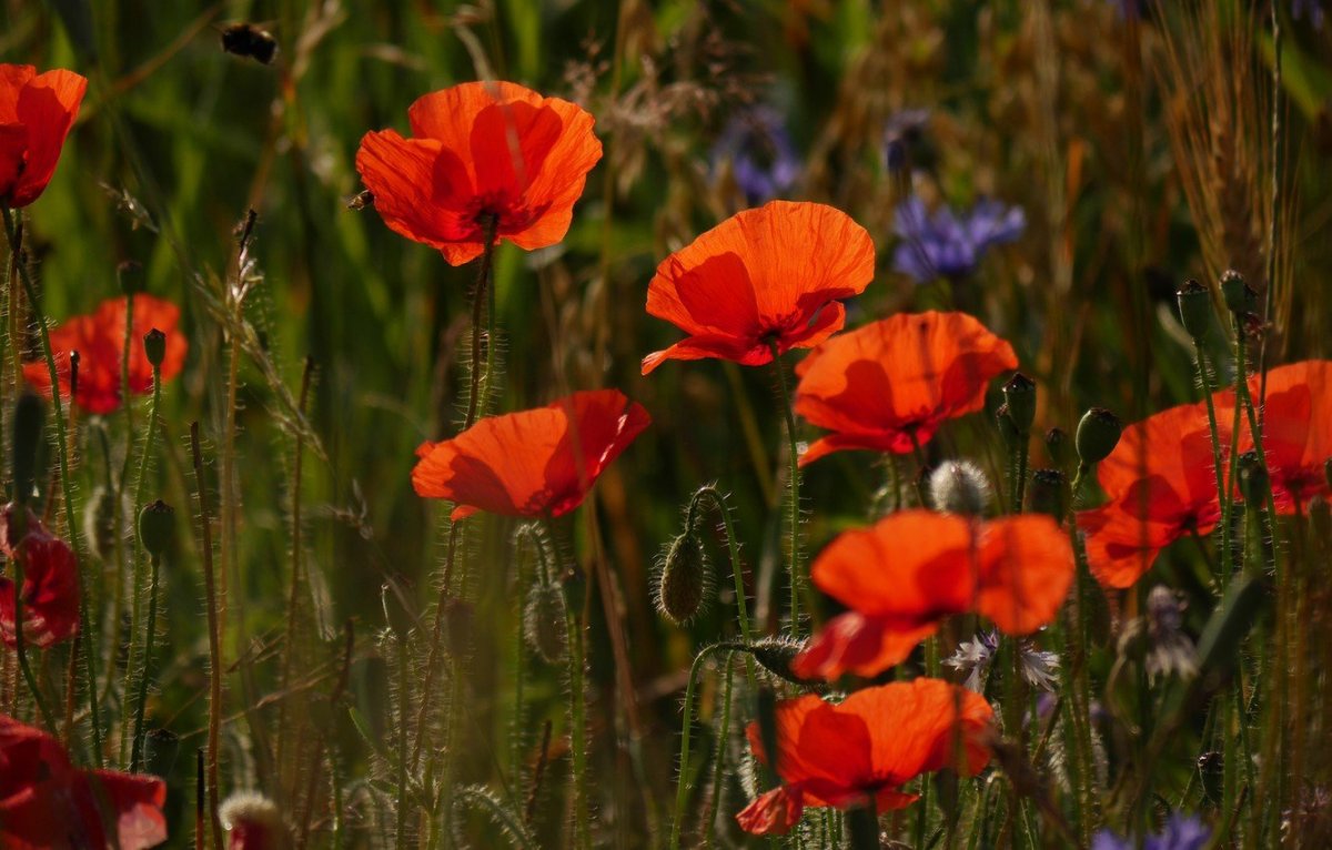 Муки-маки ВЭДЭ Булгаков