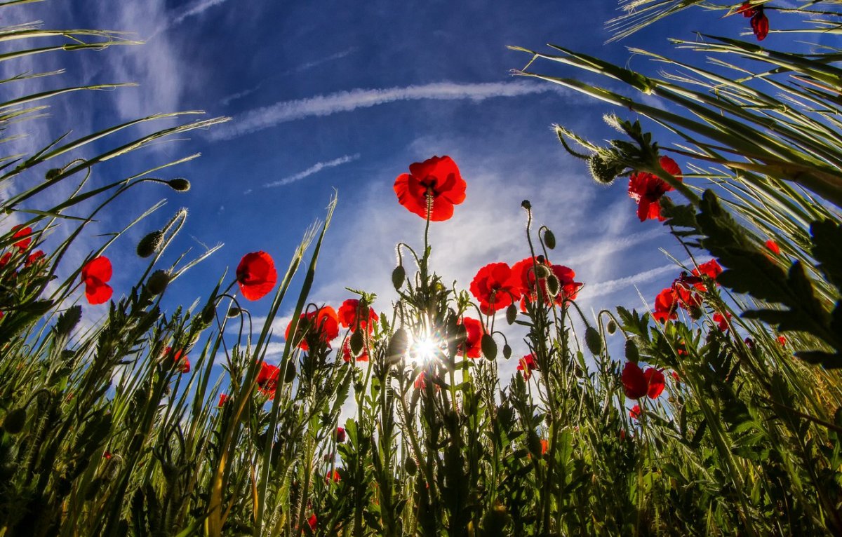 Красные цветы на солнце