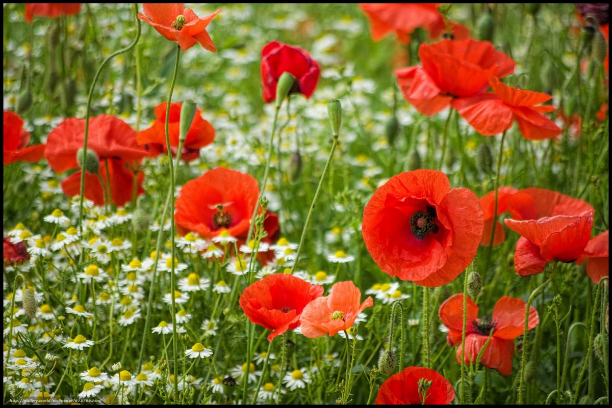 Маковая Полянка