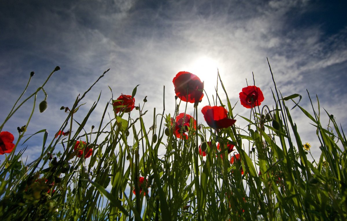 Маки в горах