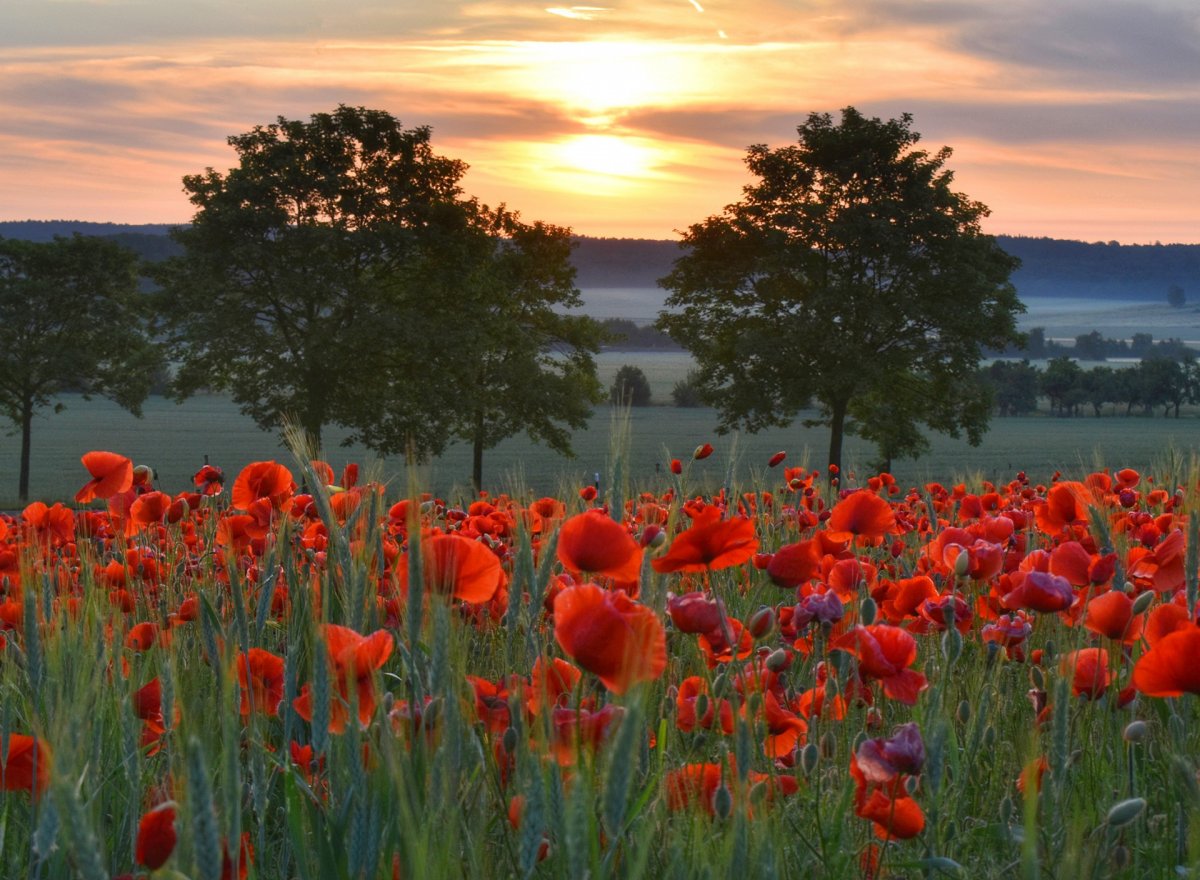 Маковое поле на закате
