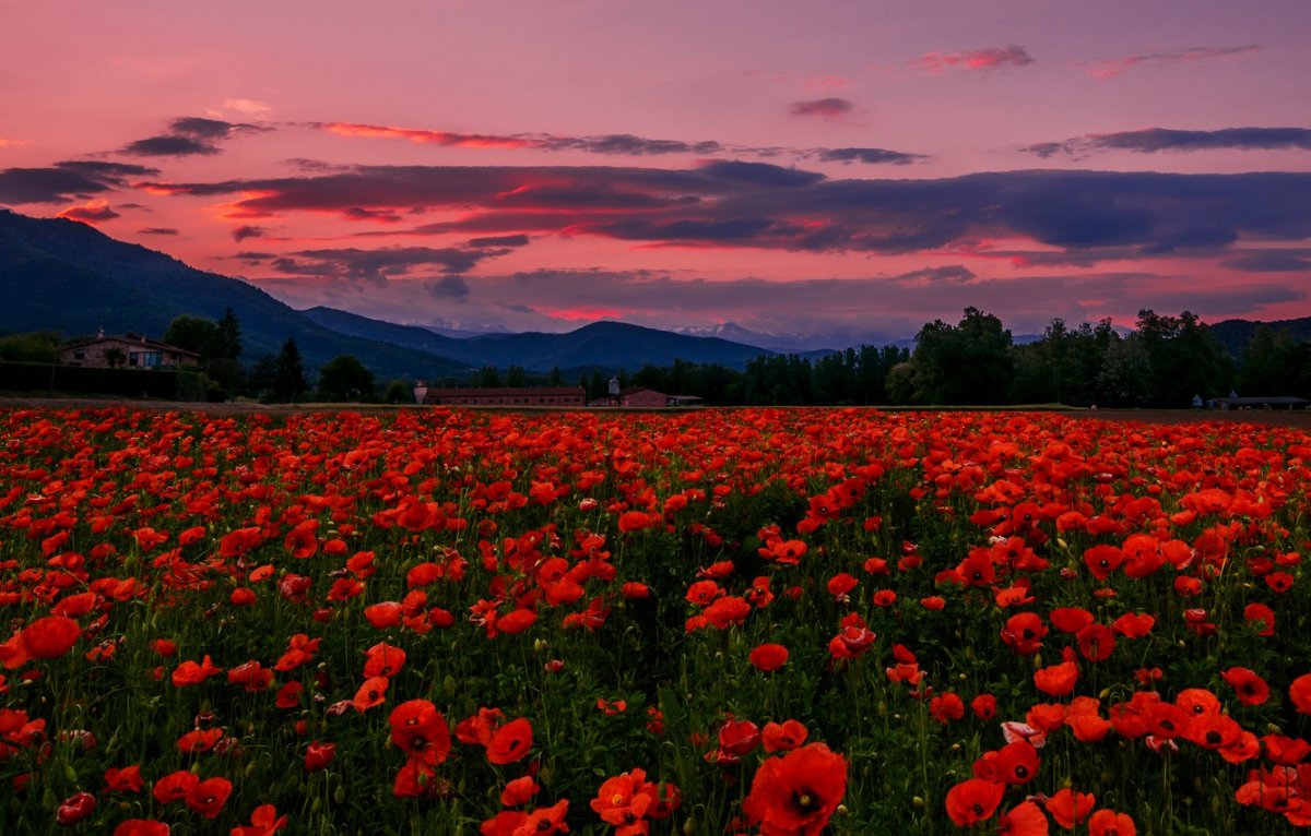 Маковые поля Франции