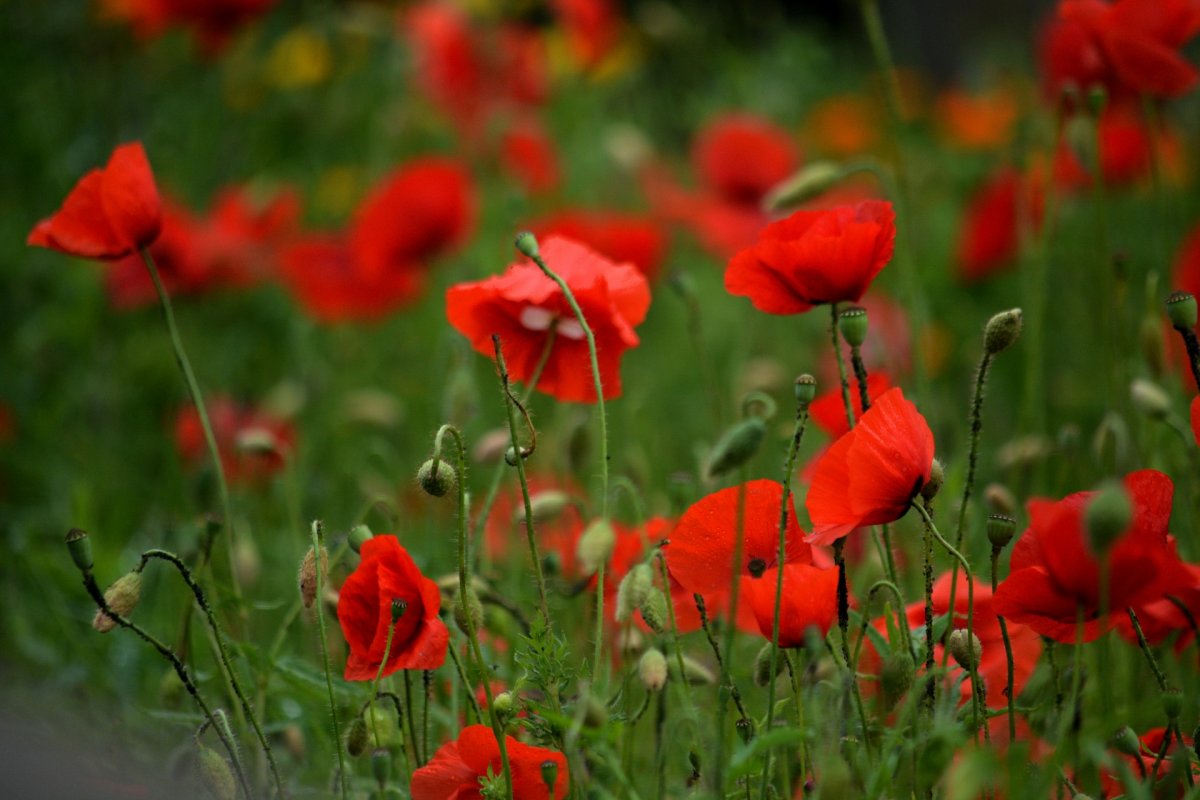 Мак японский красный