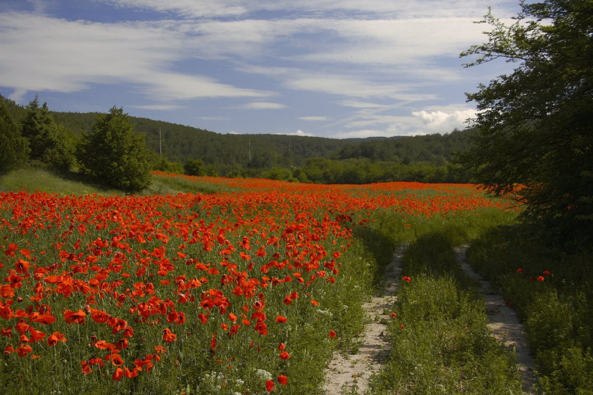 Маковые поля Франции