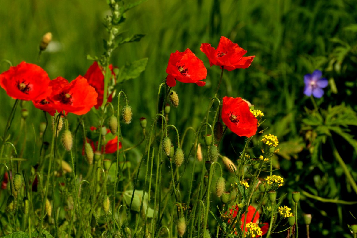 Красные маки в саду