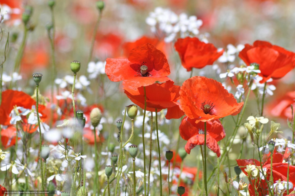 Маки Скосана ЮАР