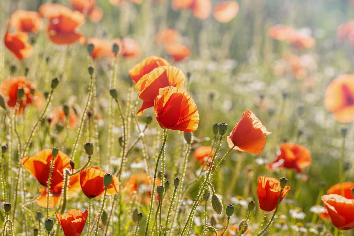 Маковое поле фото