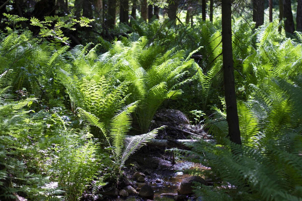 Лесной папоротник страусник