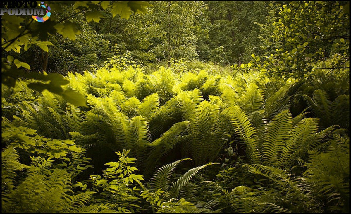 Солнечный лес и папоротник