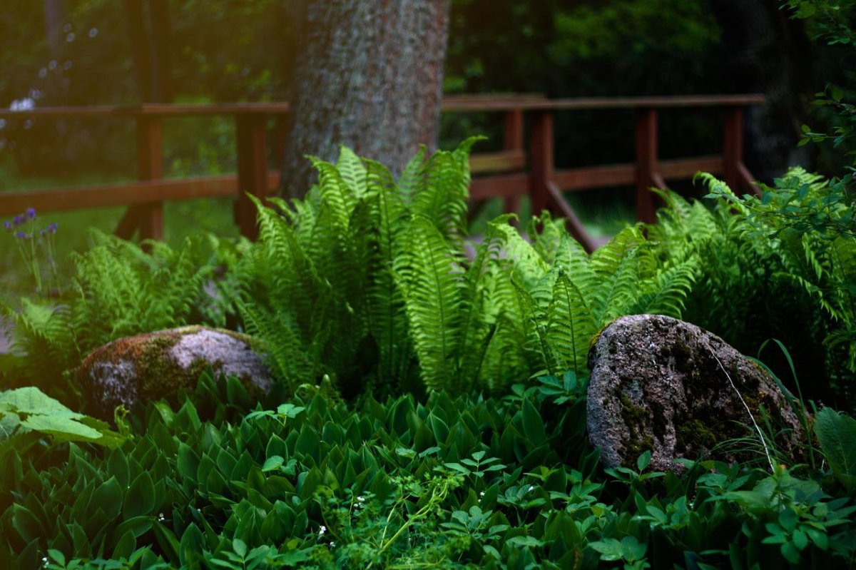 Папоротник Вендта