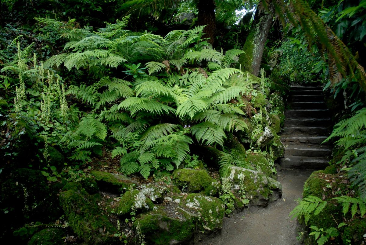 The Lost Gardens of Heligan