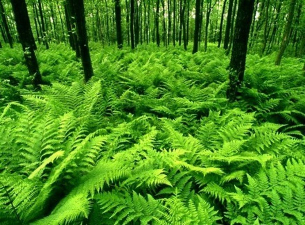 Ареал папоротника орляка