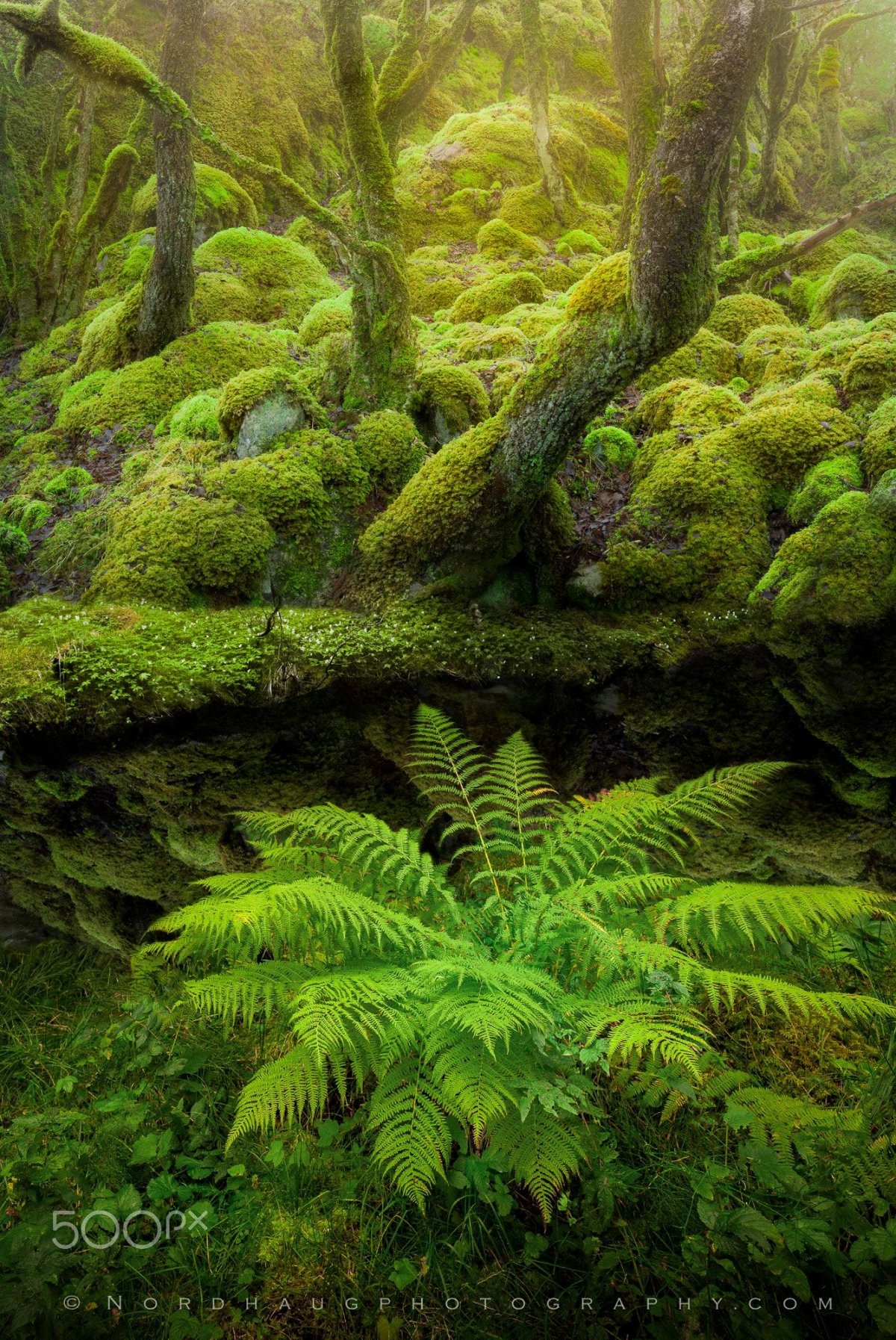 Тропические папоротники