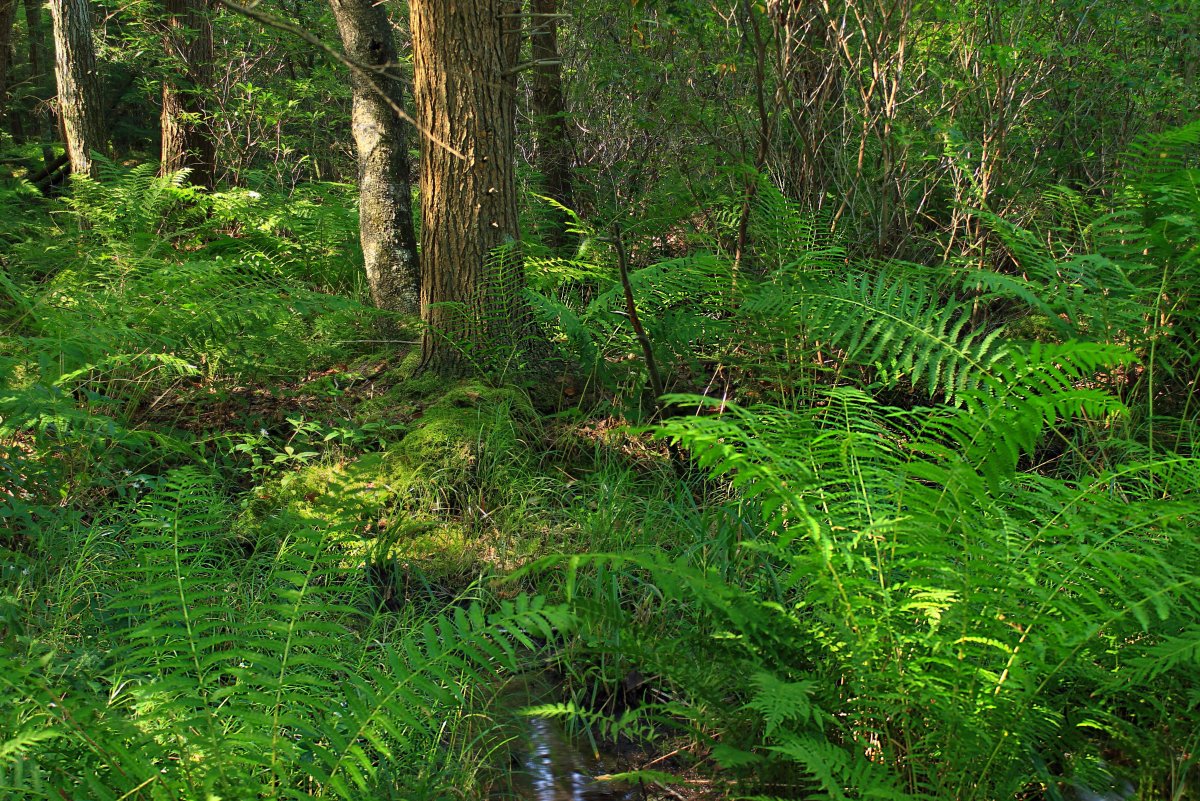 Подлесок папоротники Карелия