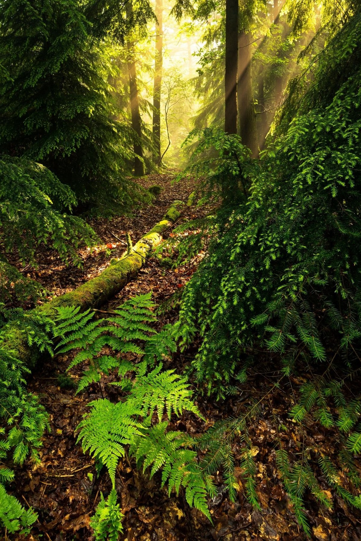 Папоротник в природе