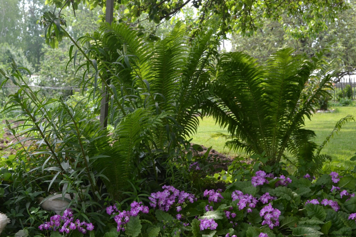 Папоротник страусник в саду