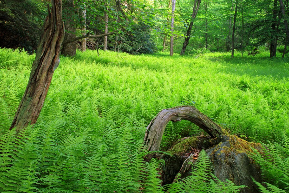 Лесные травы