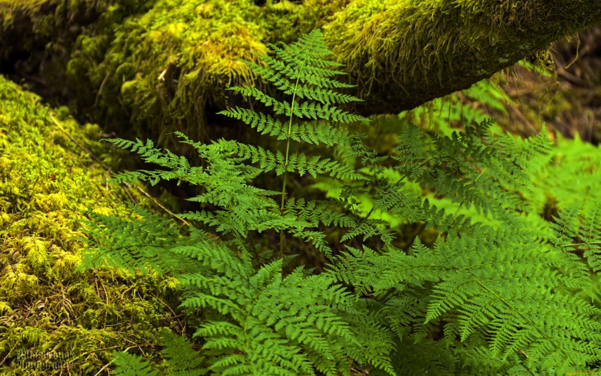 Дикий папоротник