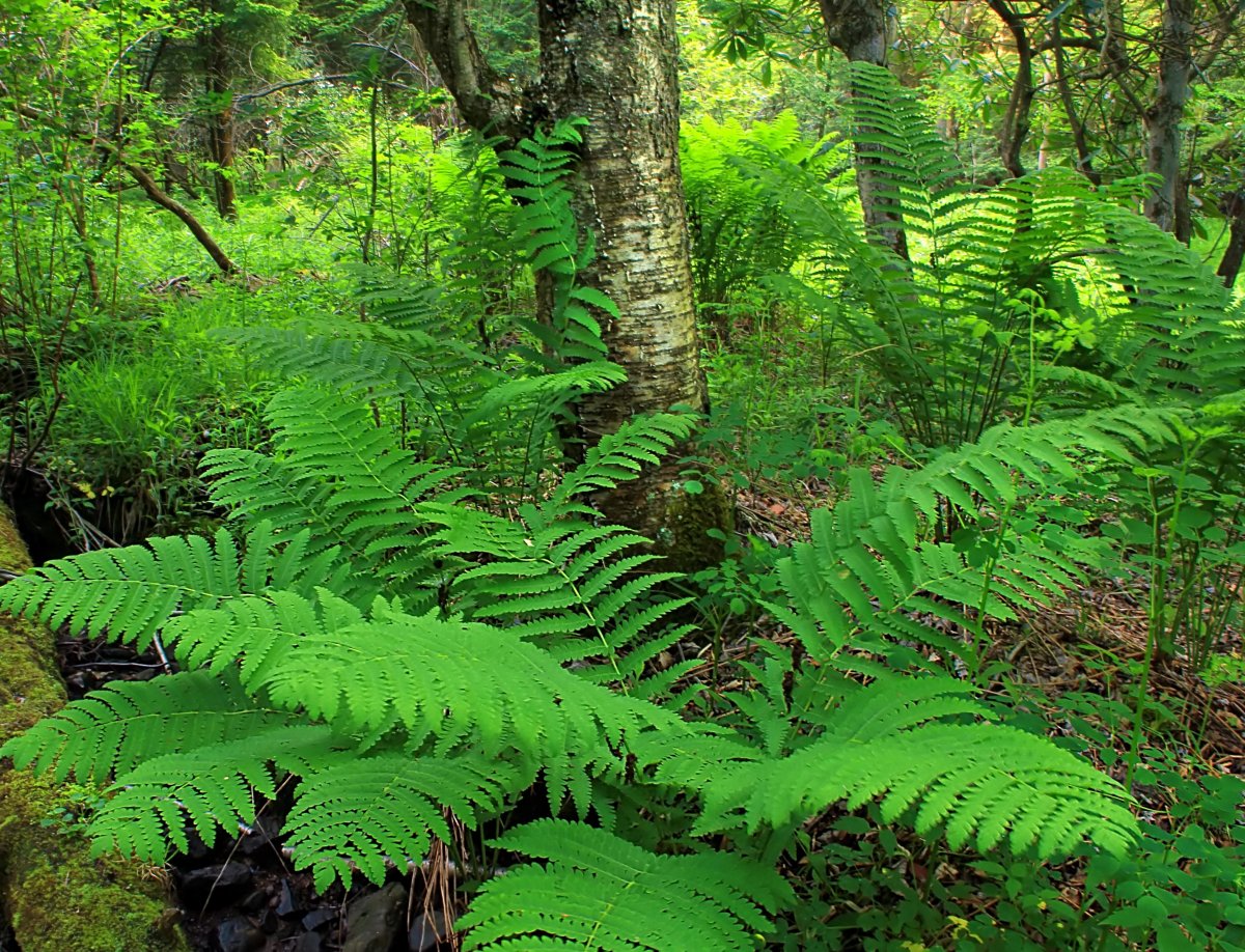 Папоротник Щитовник Лесной