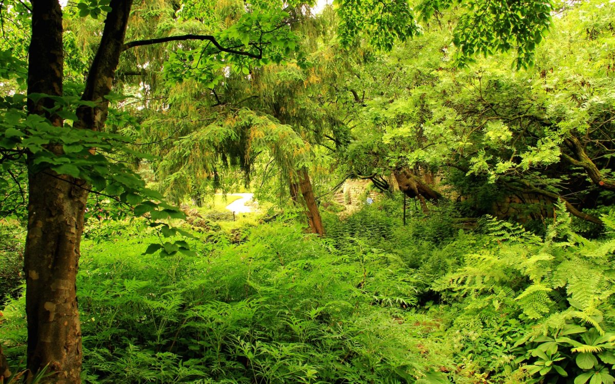 Листопадные леса Флора