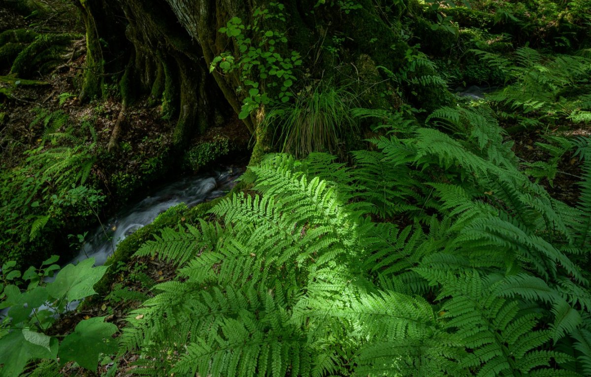 Азорские острова папоротники