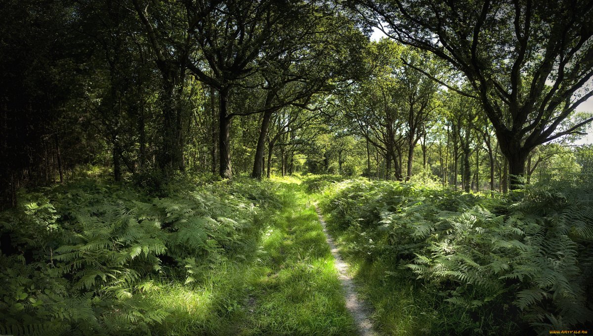 Тропа Папоротниковая