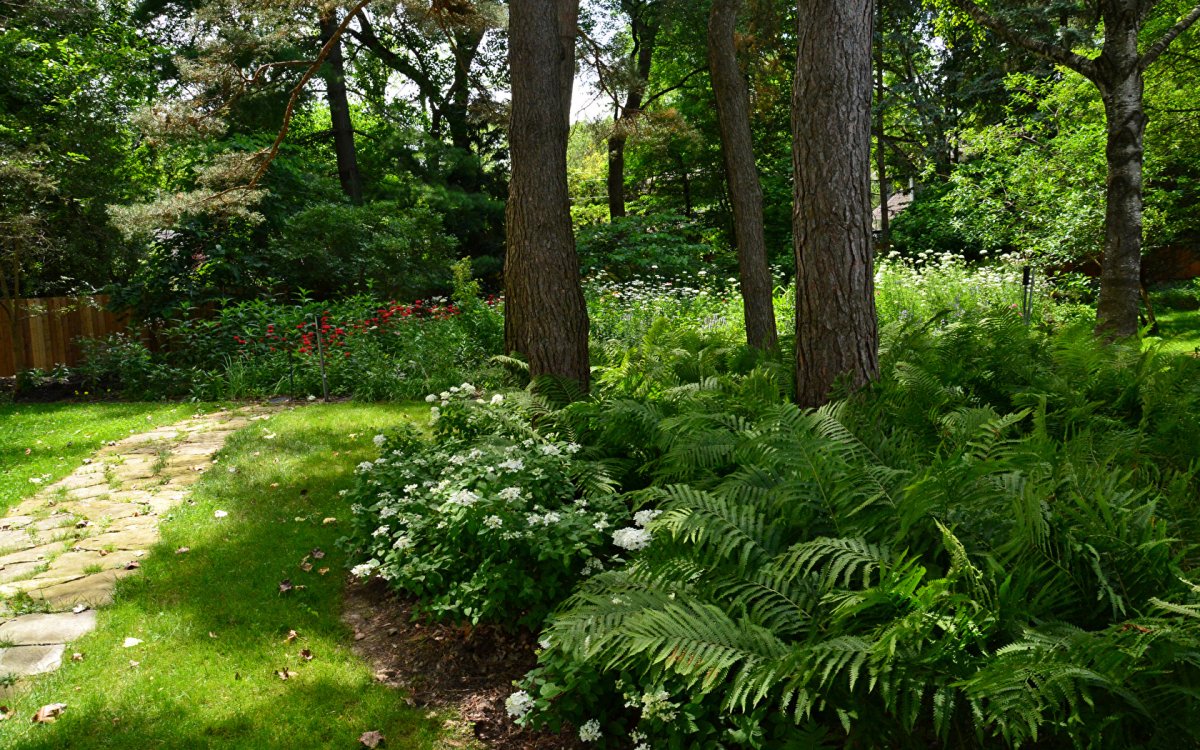 Лесной Тенистый сад