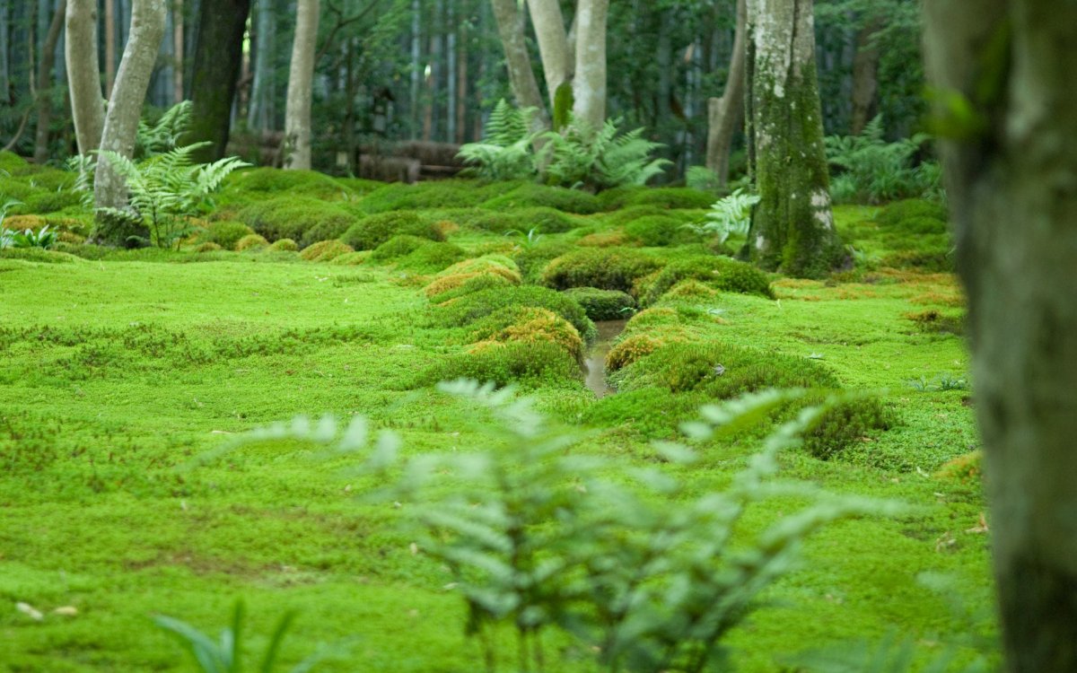 Сад папоротников в Японии