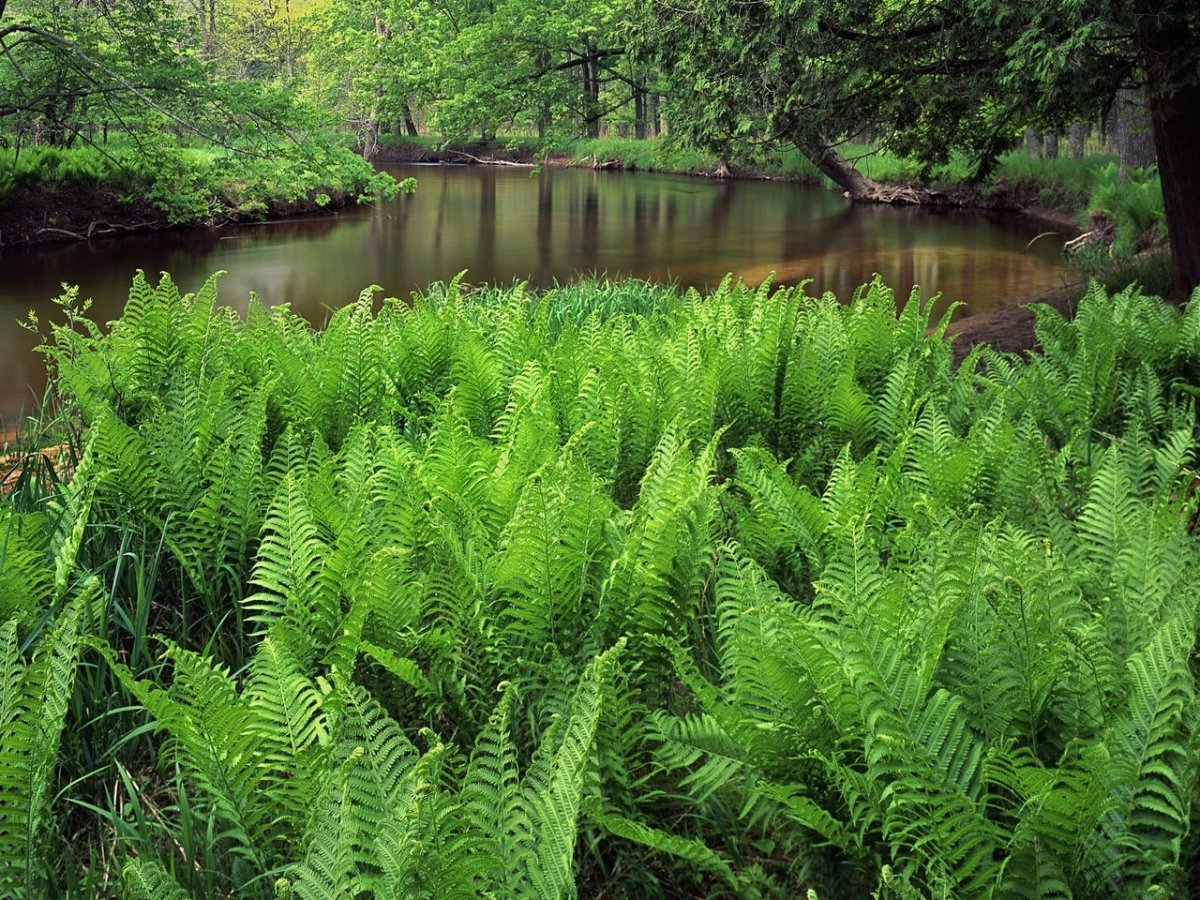 Джунглевый папоротник