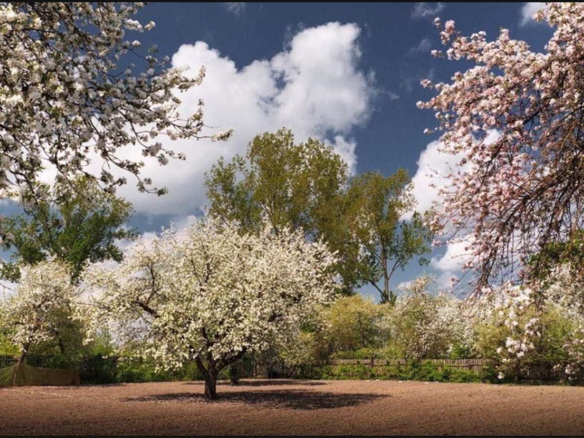 Аллея черемухи