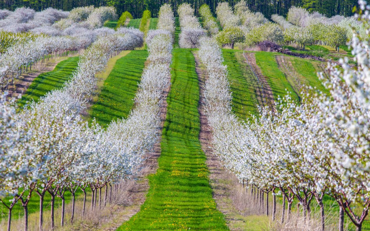 Яблоневый сад вишневый сад