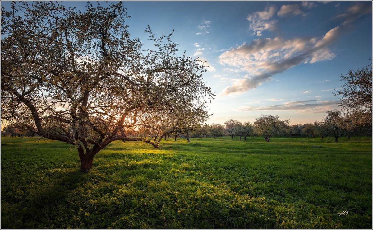 Ясная Поляна Яблоневый сад