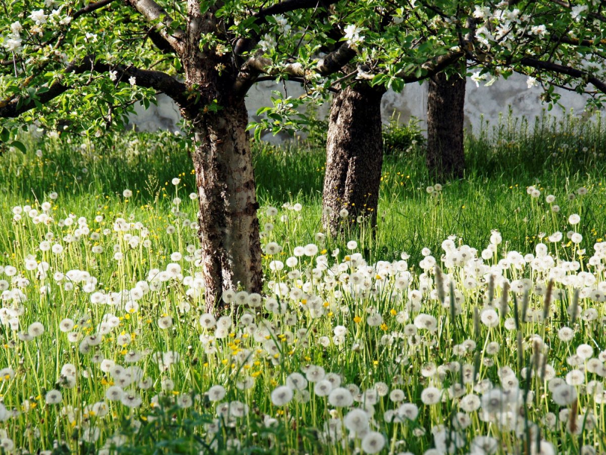 Природа весной