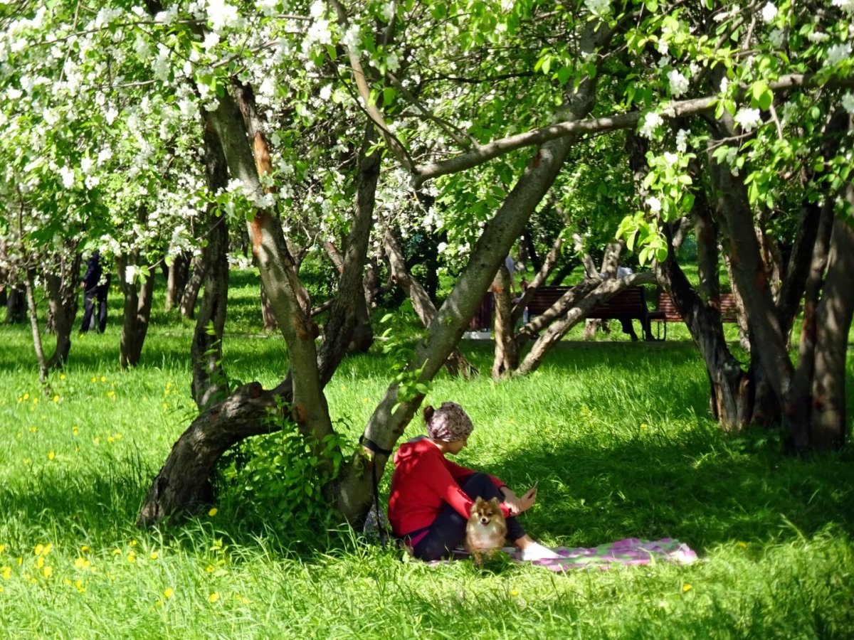 Митинский ландшафтный парк Яблоневый сад