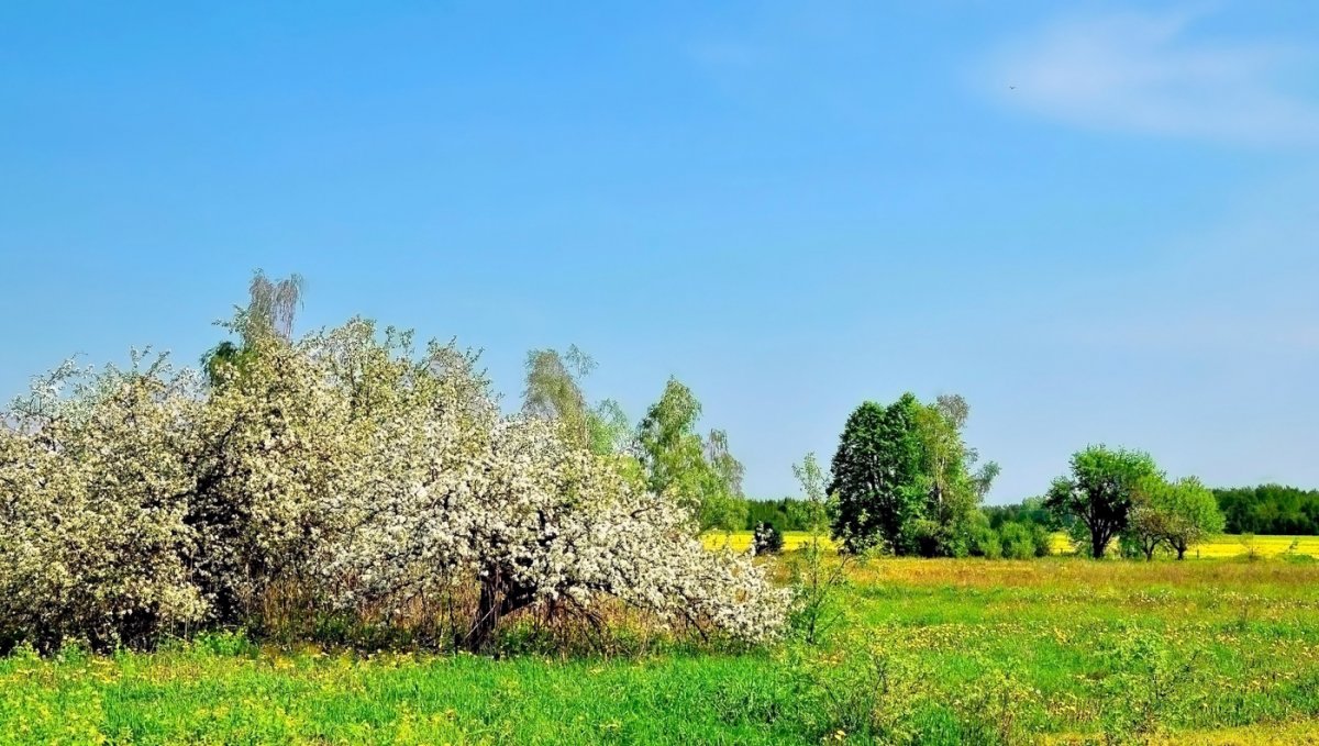 Село Лосево цветущие сады